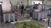 Poreč: Otvara se najveća uljara u Istri 