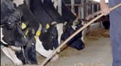 Zadovoljne krave s hi-tech farme daju dvostruko više mlijeka 